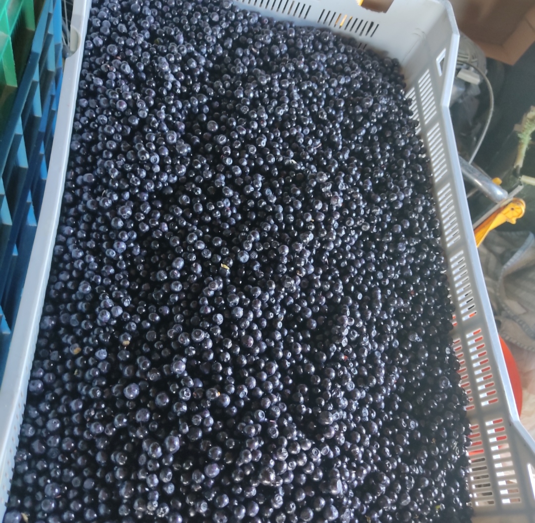 I'm selling wild blueberries, picked daily