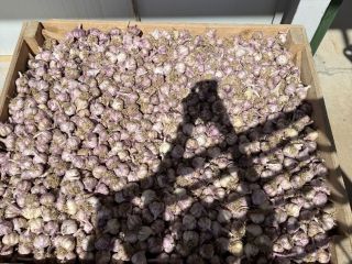 Garlic, size 45-50 cm, red spring variety, new domestic
