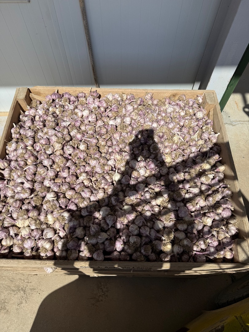 Garlic, size 45-50 cm, red spring variety, new domestic product