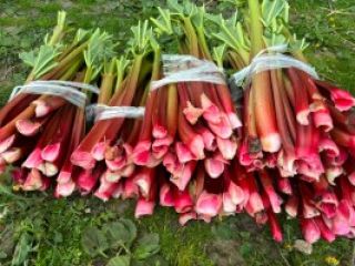 Raspberry rhubarb for sale. Approx. 4 tons. Cut on