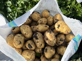 Early potatoes, very good quality. Picking area: Peretu commune,