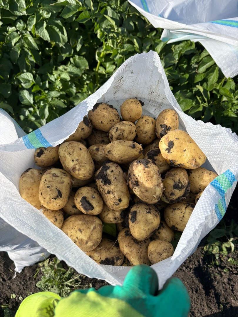 Early potatoes, very good quality