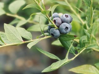 I'm selling Italian blueberries from a farm located in