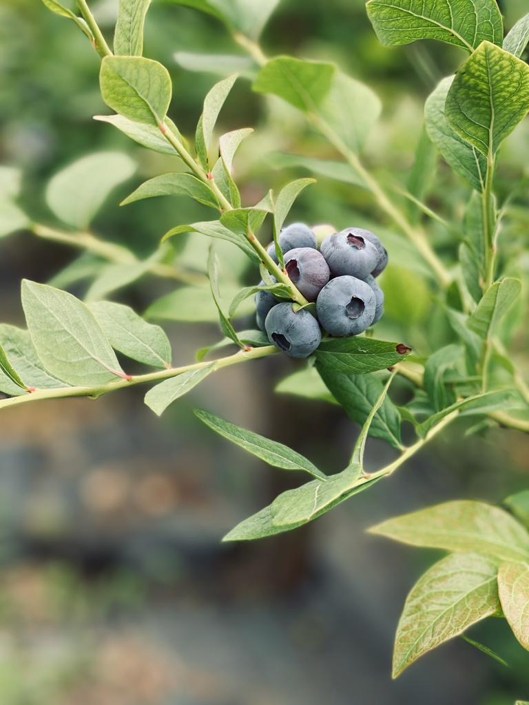I'm selling Italian blueberries from a farm located in Lombardy