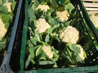 I have 6 cauliflowers for sale, still in their