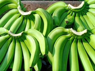 Cavendish Banana Grade: A & B Diameter: 3–4 cm