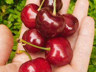 We offer cherries wholesale and retail We work with