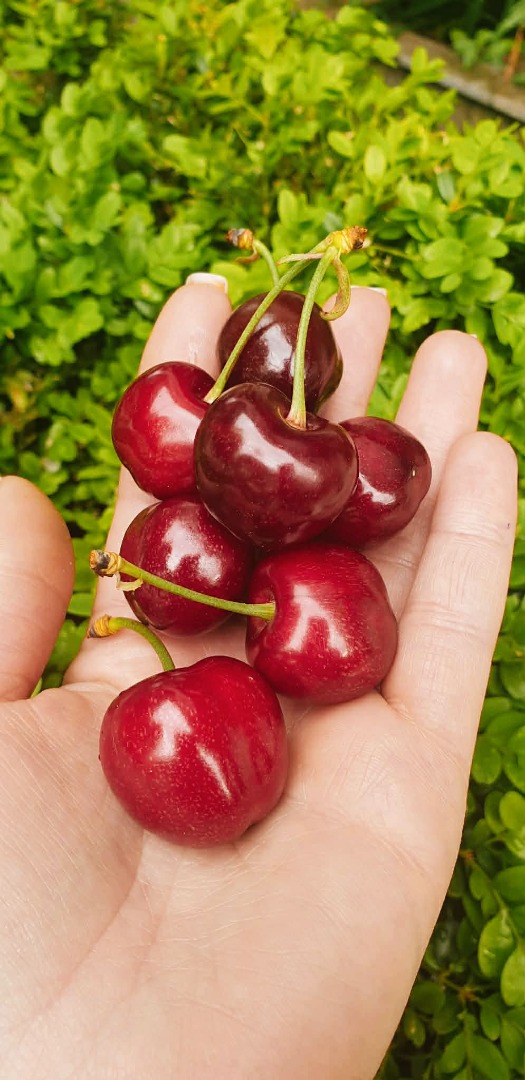 We offer cherries wholesale and retail We work with Econt