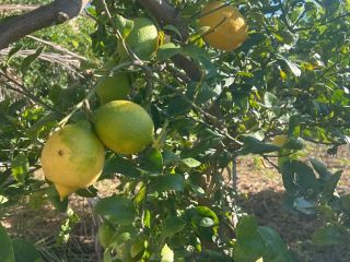 I'm selling natural, completely organic lemons. Very fragrant. Large
