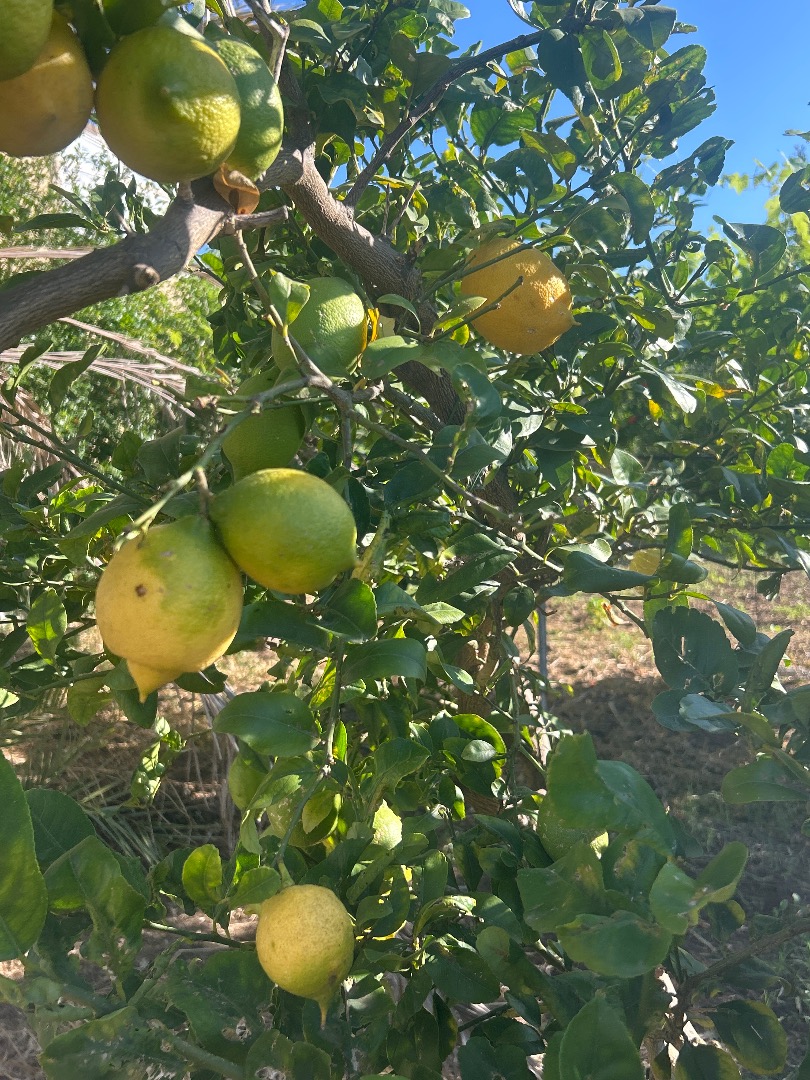 I'm selling natural, completely organic lemons