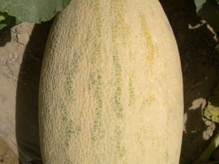 Good morning. We offer wholesale fresh watermelons for export.