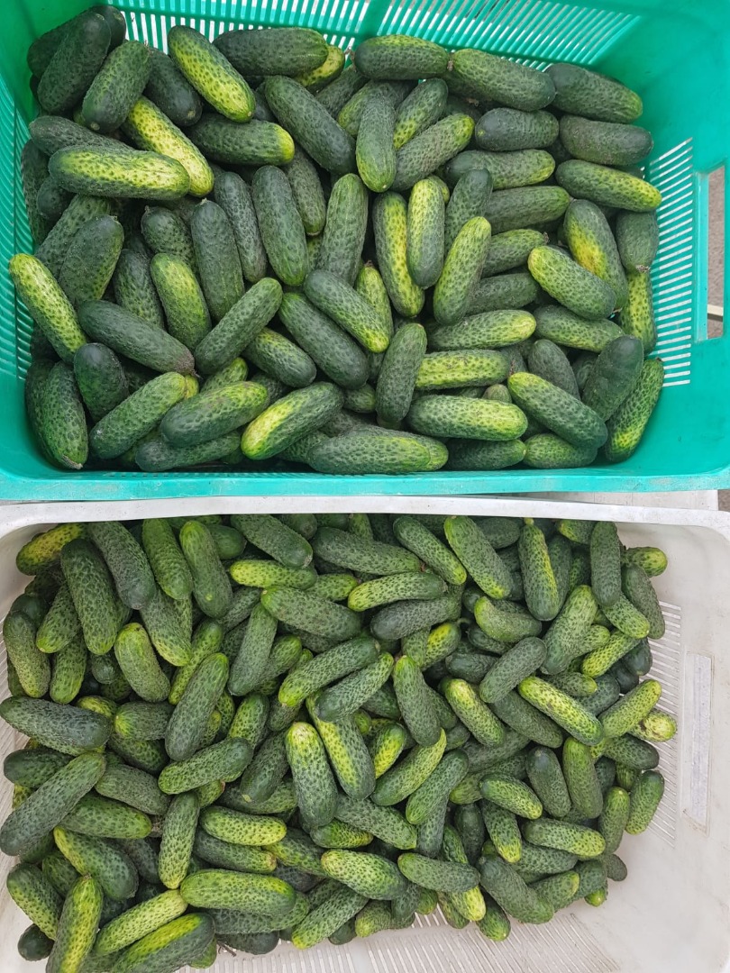 I have cucumbers for sale, packaged in foil, straight from a local farmer