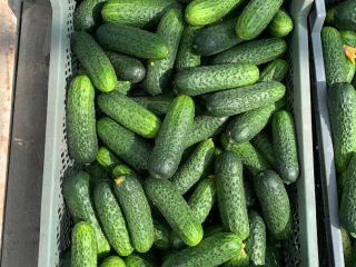Short/healthy cucumber/POLAND Variety - Madeira Caliber Market 10-13 1-5t