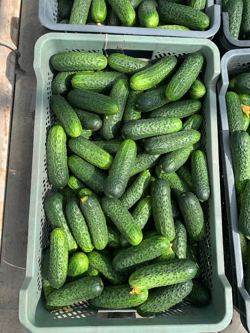 Short/healthy cucumber/POLAND Variety - Madeira Caliber Market 10-13 1-5t Biologically protected