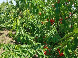 I sell cherries directly from the orchard, a quantity