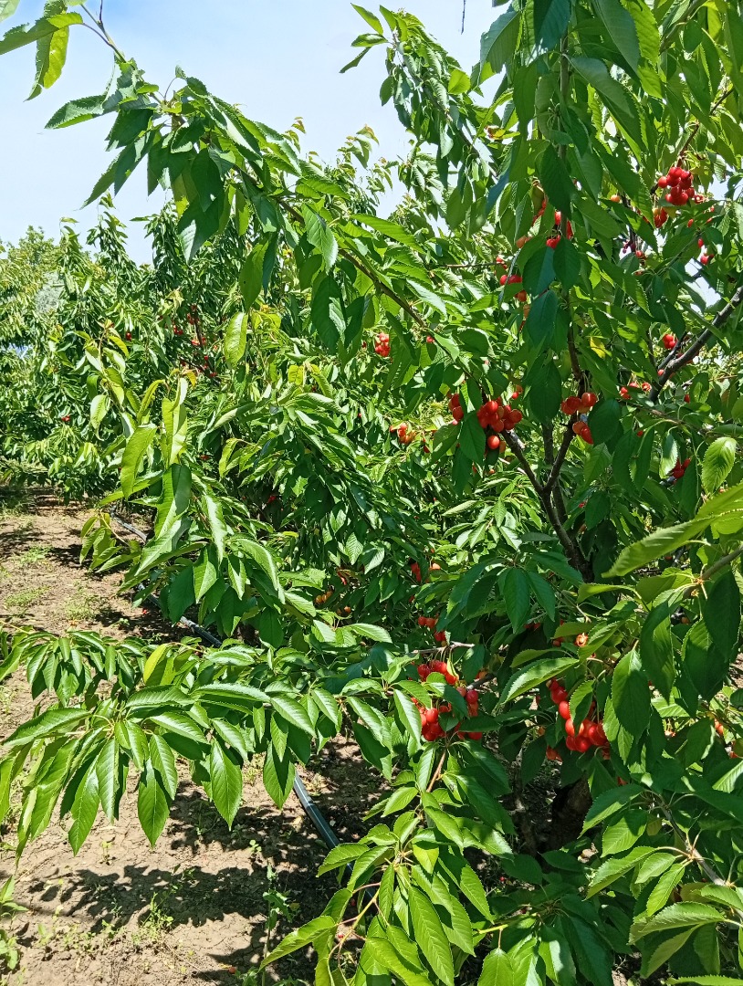 I sell cherries directly from the orchard, a quantity between 100-500 kg, the price is 15 lei per kg