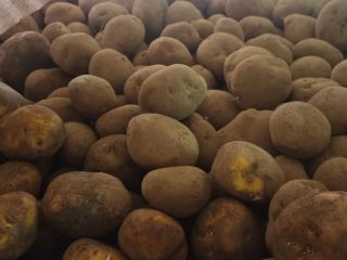 Product characteristics: Variety: Agria Origin: Belgium Caliber: 50+ Cleaned