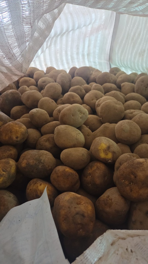 Product characteristics: Variety: Agria Origin: Belgium Caliber: 50+ Cleaned of soil Suitable for processing, roasting and wholesale distribution Availability: