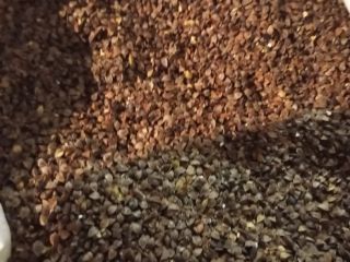 Buckwheat variety Kora, unprocessed and dry