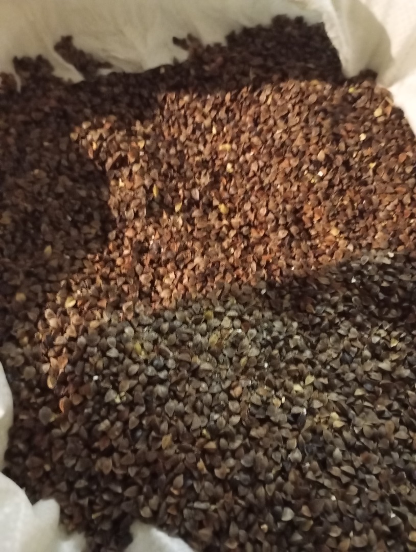 Buckwheat variety Kora, unprocessed and dry
