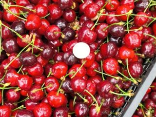 Premium Bulgarian Cherries – Harvest 2026 Fresh Bulgarian cherries