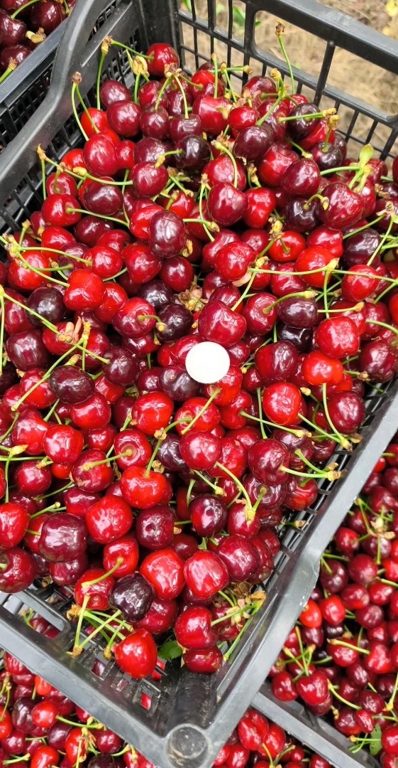 Premium Bulgarian Cherries – Harvest 2026 Fresh Bulgarian cherries available directly from the grower