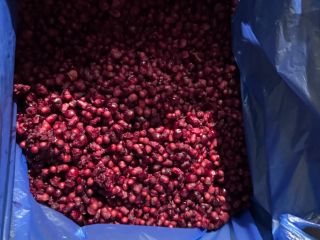 I will sell a cherry pit with a lot