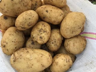 VÂND CARTOFI NOI – CANTITATE MARE Producător agricol din