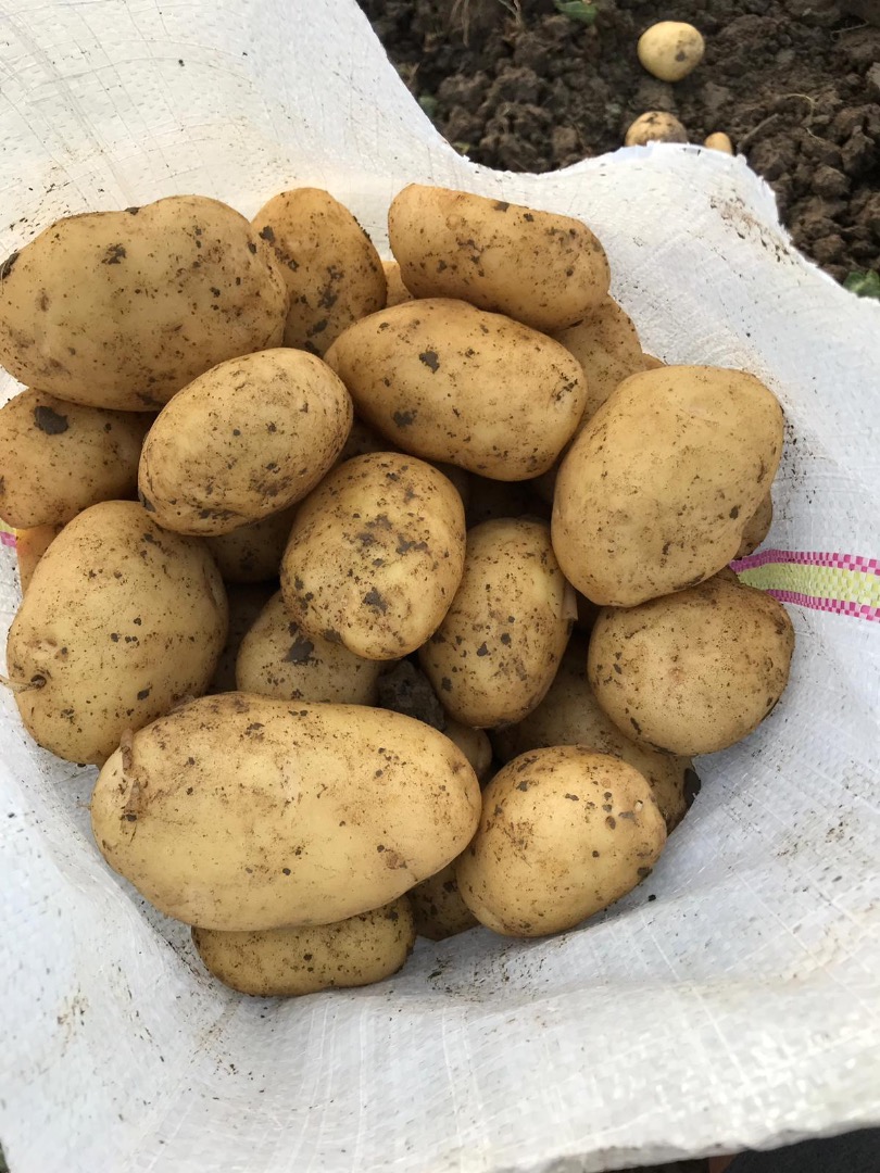 VÂND CARTOFI NOI – CANTITATE MARE Producător agricol din Slobozia Moară ,jud