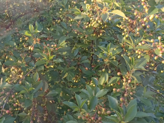 Sour cherries for sale (harvest is expected in about