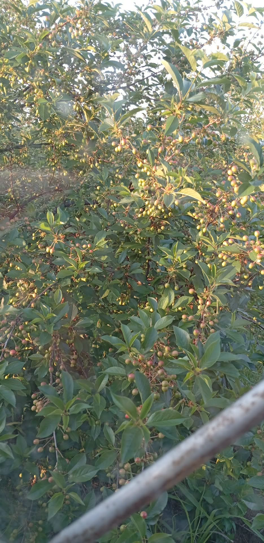 Sour cherries for sale (harvest is expected in about ten days) Oblacinaka - quantity about 6-8t Price 150 dinars per kg