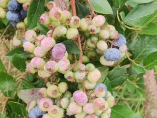 I am selling a harvest of organic blueberries, ready