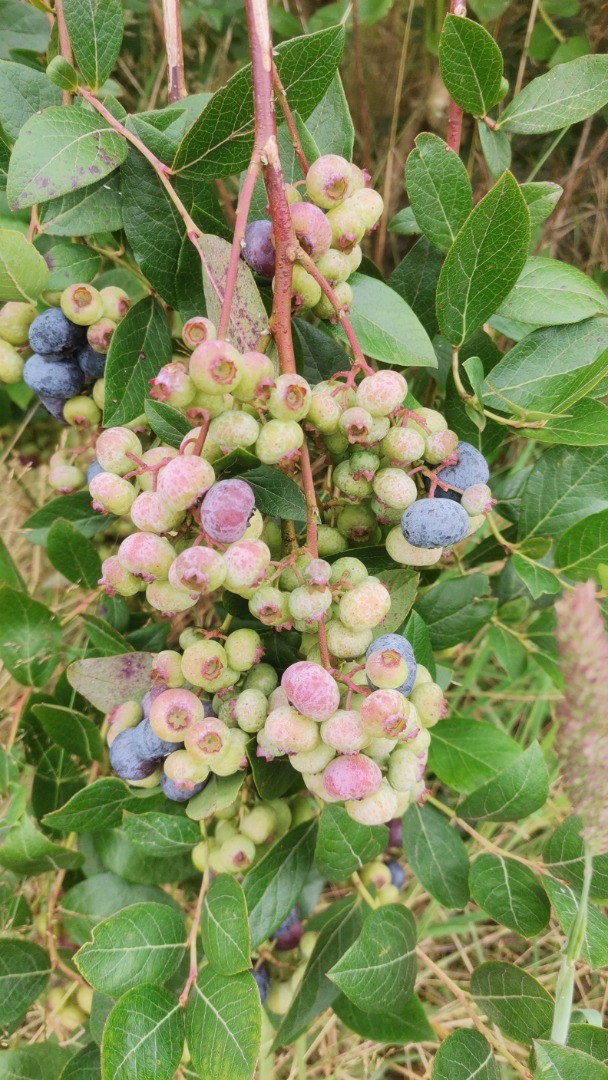 I am selling a harvest of organic blueberries, ready to start harvesting around July 20th