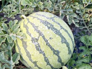 I am selling seedless white watermelon, Red Jasper Premium
