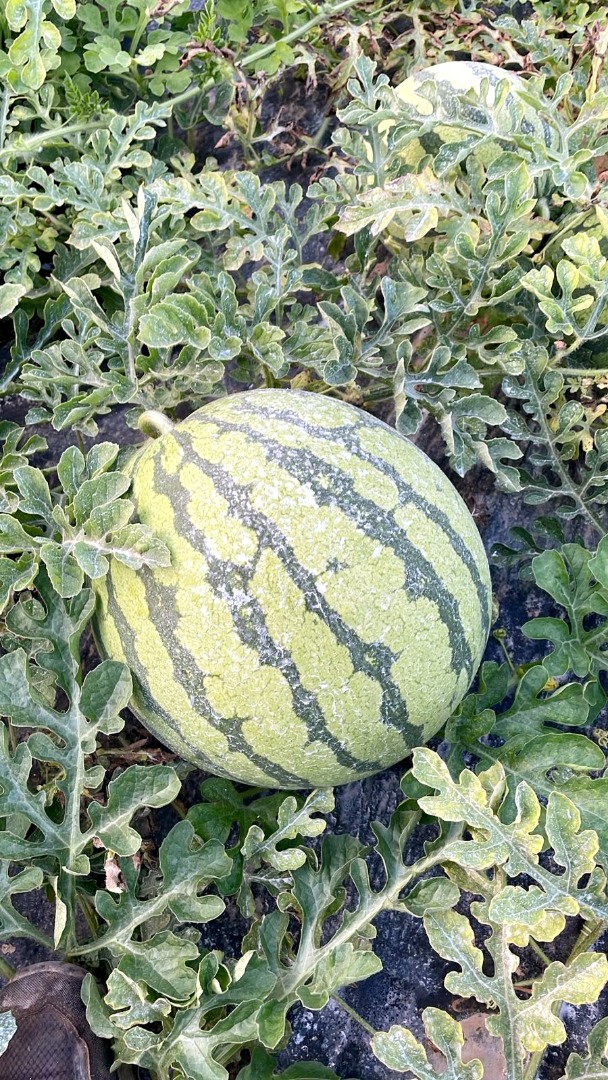 I am selling seedless white watermelon, Red Jasper Premium variety, in Aguilas (Murcia)