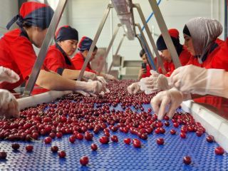 IQF (individually quick-frozen) pitted cherries are a high-quality raw
