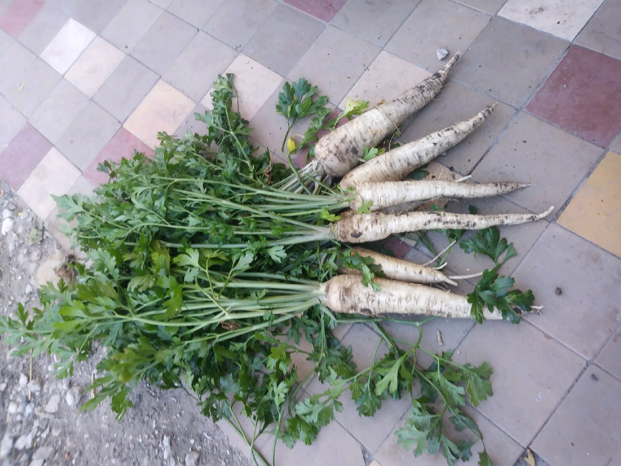 I will sell a nice parsley variety arat I eagle