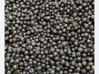 I'm selling wild blueberries in bulk. I'm now accepting
