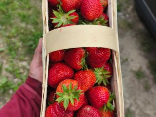 I will sell strawberries of the Falco variety
