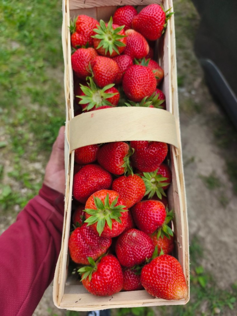 I will sell strawberries of the Falco variety