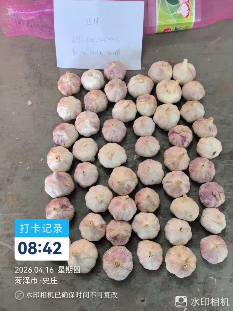 Hello everyone, we are garlic and ginger wholesalers from Shandong, China, and we are currently seeking partners in Poland