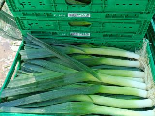 I will sell young leeks, caliber 3+, pallet quantities