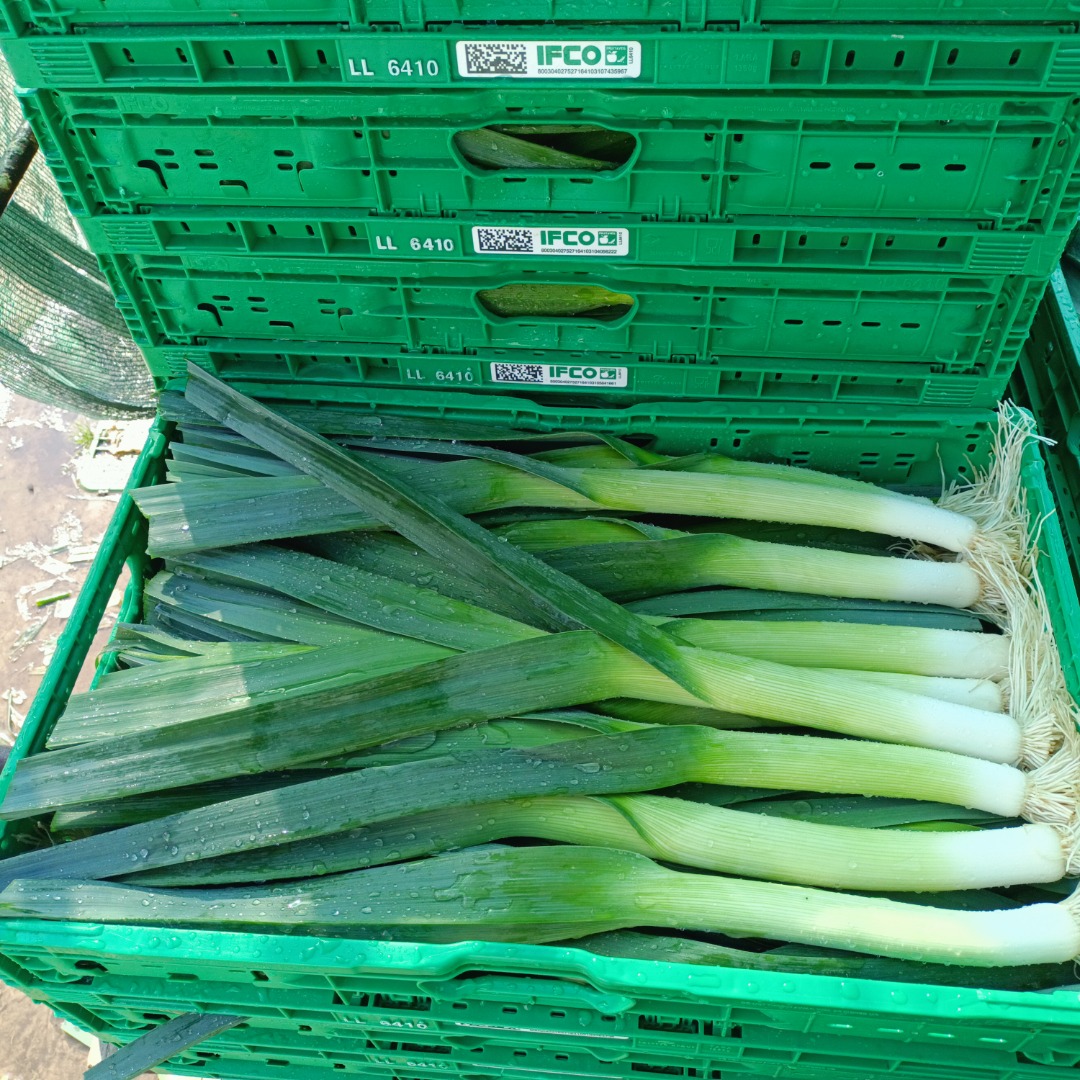 I will sell young leeks, caliber 3+, pallet quantities