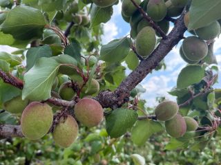 Wholesale apricot sales Fresh, quality domestic apricots available in