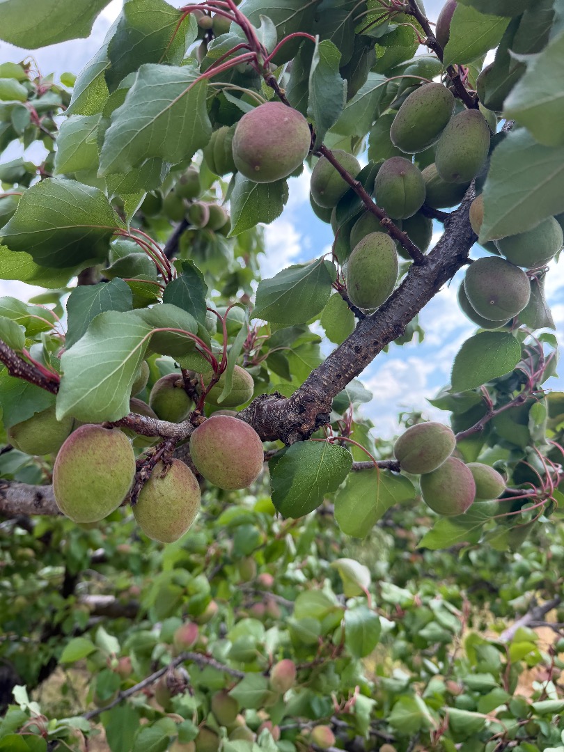 Wholesale apricot sales Fresh, quality domestic apricots available in larger quantities