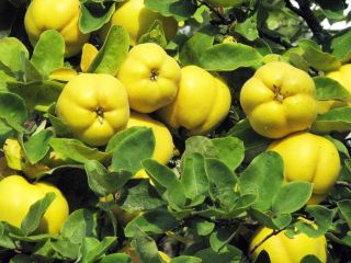 I will sell Japanese quince fruit from an organic