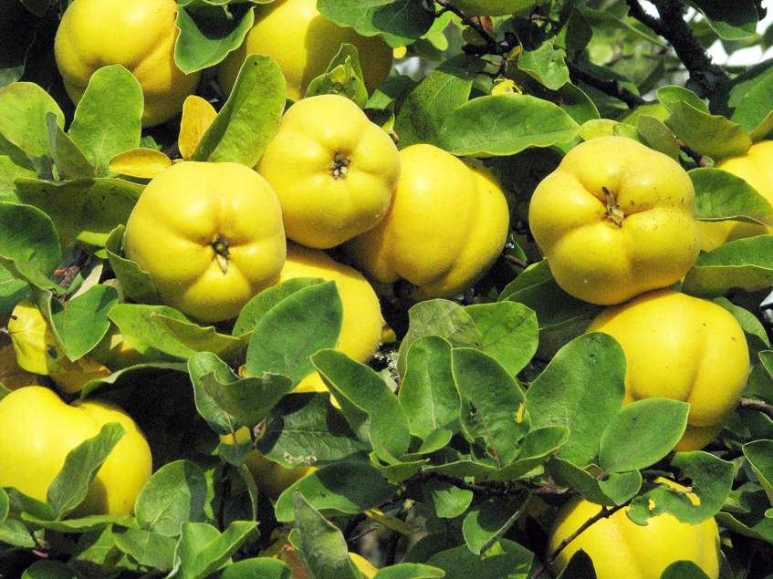 I will sell Japanese quince fruit from an organic plantation in the amount of approx