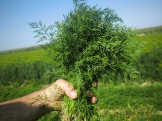 FRESH FARM DILL STRAIGHT FROM THE FIELD. Freshly picked