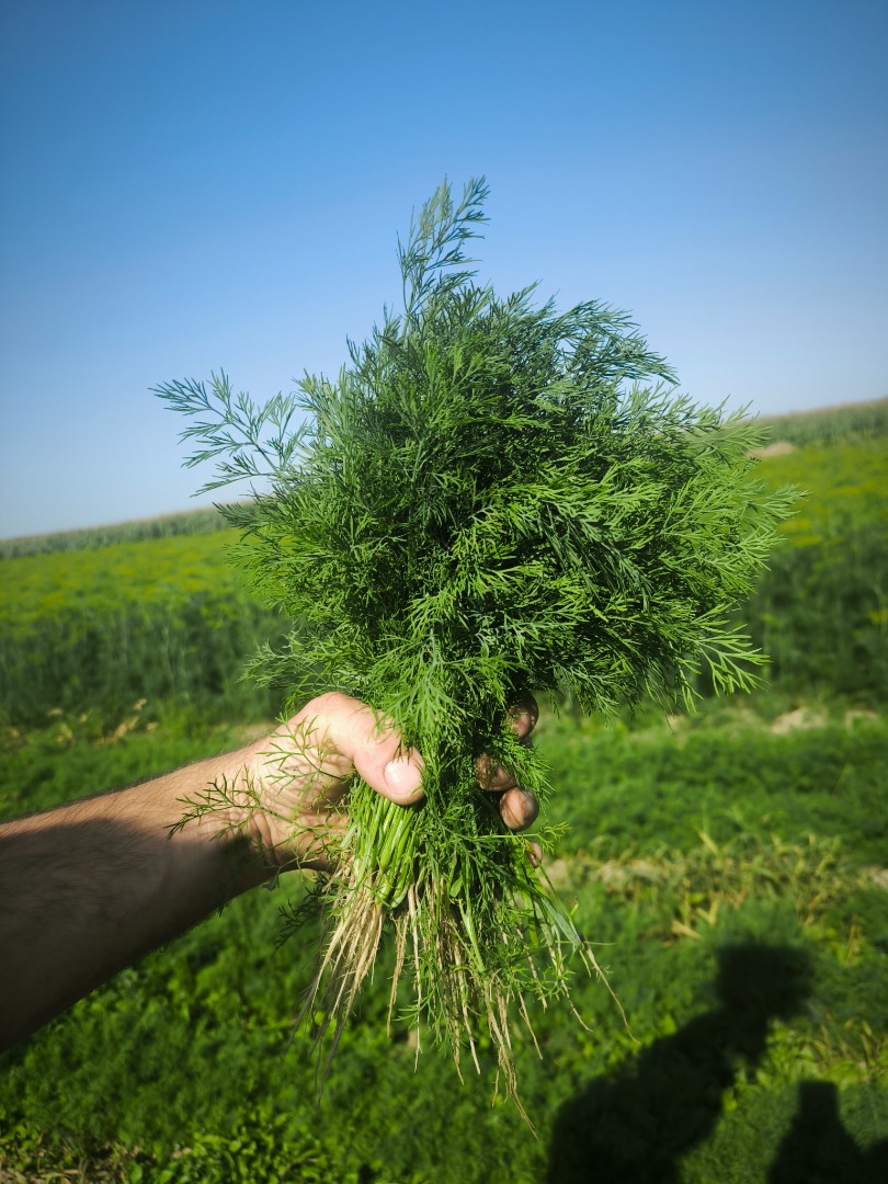 FRESH FARM DILL STRAIGHT FROM THE FIELD