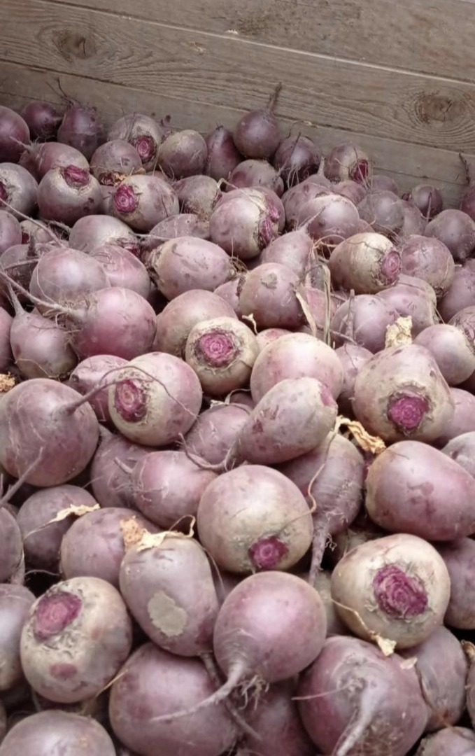 I'm selling young, cut beetroot and beet greens - 4 in a bunch